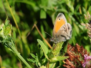 Kk Zpzp Perisi (Coenonympha pamphilus)
