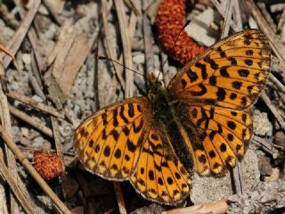 Morinci (Clossiana dia)
