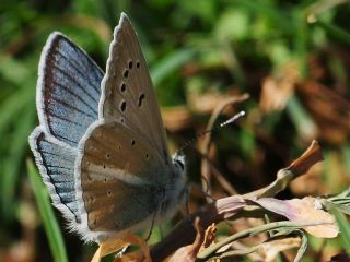 okgzl Hayal Mavisi (Polyommatus pierceae)