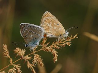 okgzl Dafnis (Polyommatus daphnis)