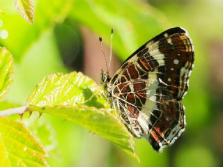 Isrgan Kelebei (Araschnia levana)