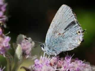 Mavi Sevbeni (Satyrium armenum)