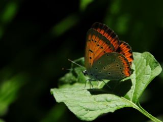 Byk Bakr Gzeli (Lycaena dispar)