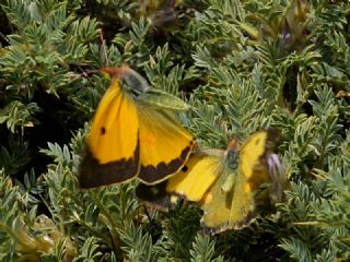 Anadolu Azameti (Colias aurorina)