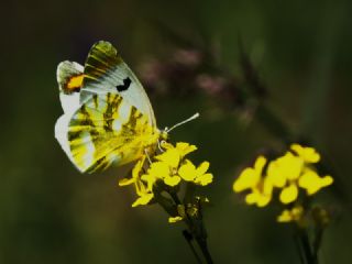 Zegris (Zegris eupheme)