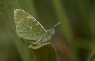 Dou Elfinstonyas (Euchloe penia)