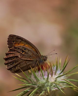 Aa Esmeri (Kirinia roxelana)