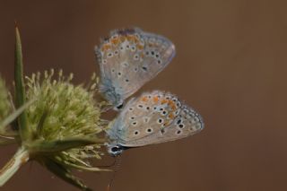 okgzl Meneke Mavisi (Polyommatus thersites)