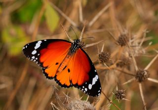 Sultan (Danaus chrysippus)