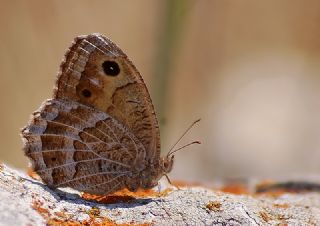 Beyaz Damarl Pirireis (Satyrus amasinus)