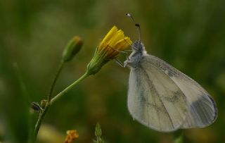 Narin Orman Beyaz (Leptidea sinapis)