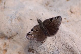 Kara Zpzp (Erynnis marloyi)