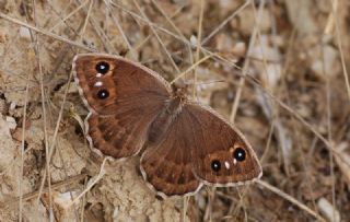 Beyaz Damarl Pirireis (Satyrus amasinus)