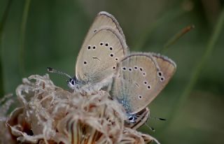 Anadolu Karagz Mavisi (Glaucopsyche astraea)