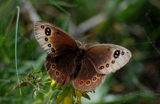 Uygur Gzelesmeri (Proterebia afra)