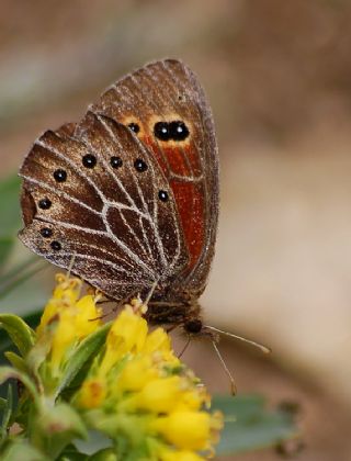 Uygur Gzelesmeri (Proterebia afra)