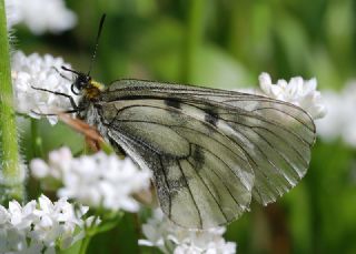 Dumanl Apollo (Parnassius mnemosyne)