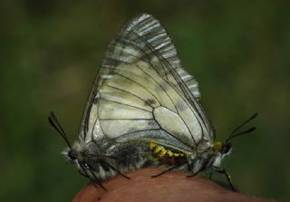 Dumanl Apollo (Parnassius mnemosyne)