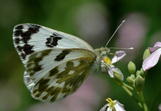 Yeni Beneklimelek (Pontia edusa)