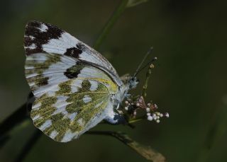 Yeni Beneklimelek (Pontia edusa)