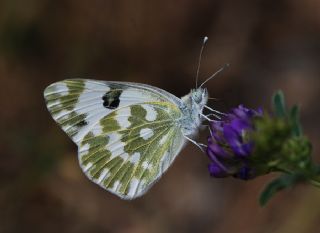 Yeni Beneklimelek (Pontia edusa)