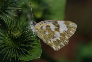 Yeni Beneklimelek&nbsp;(Pontia&nbsp;edusa)