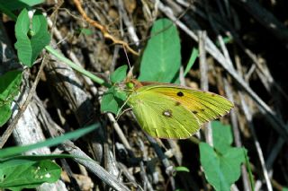 Sar Azamet (Colias croceus)