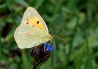 Sar Azamet (Colias croceus)