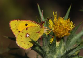 Sar Azamet (Colias croceus)