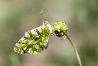 Da Oykls (Euchloe ausonia)