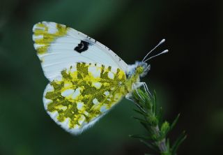 Da Oykls (Euchloe ausonia)