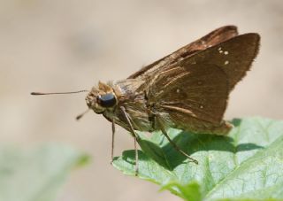 Beyaz illi Kara Zpzp (Pelopidas  thrax)