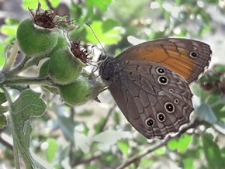 Aa Esmeri (Kirinia roxelana)