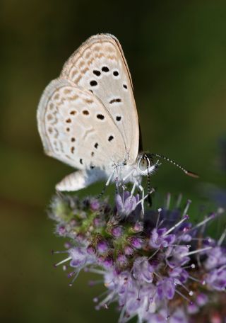 Karsandra (Zizeeria karsandra)