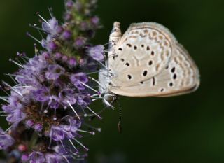 Karsandra (Zizeeria karsandra)