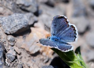 Himalaya Mavisi (Pseudophilotes vicrama)