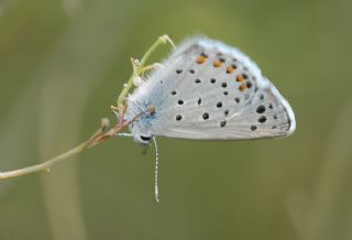 Himalaya Mavisi (Pseudophilotes vicrama)