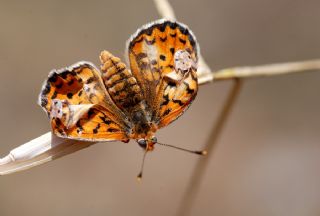 Gzel parhan (Melitaea trivia)