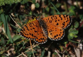 G�zel �parhan&nbsp;(Melitaea&nbsp;trivia)