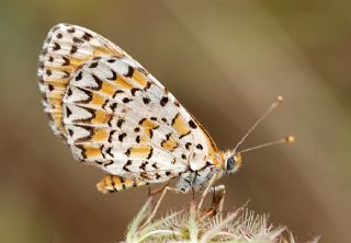 Gzel parhan (Melitaea trivia)