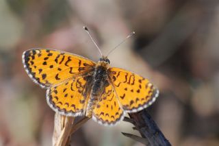 Gzel parhan (Melitaea trivia)