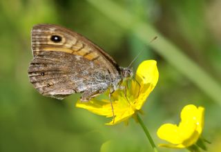 Kk Esmerboncuk (Lasiommata megera)