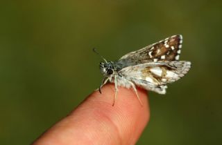 Zeytuni Zpzp (Pyrgus serratulae)