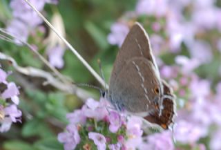 Sevbeni (Satyrium abdominalis)