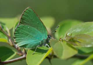 Zmrt (Callophrys rubi)