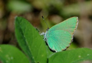 Zmrt (Callophrys rubi)