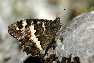 Kara Murat (Brintesia  circe)