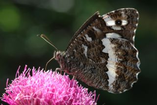 Kara Murat (Brintesia  circe)