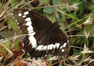 Kara Murat (Brintesia  circe)