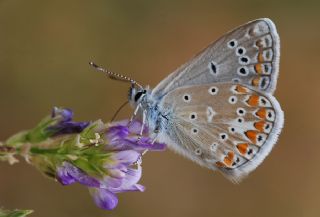 okgzl Meneke Mavisi (Polyommatus thersites)